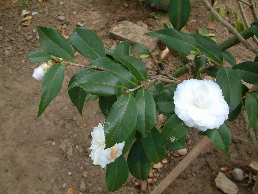 茶花--葉，開新視窗